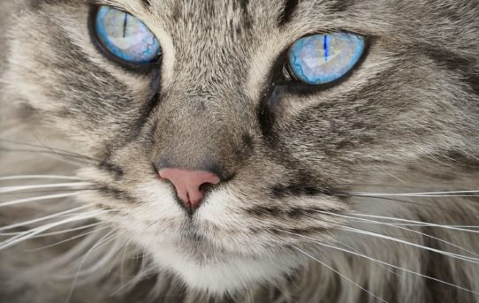 Přijďte si pro kočičku na For Pets 2018! Bude tam 10 útulků z celé ČR :)