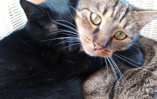 Kočičí bráškové Šlomo a Haruki hledají akutně nový domov!