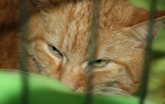 FOR PETS 2018: Nový domov pro 22 koček z útulků ♥