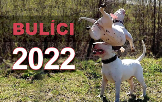 Kalendář Bulíci 2022